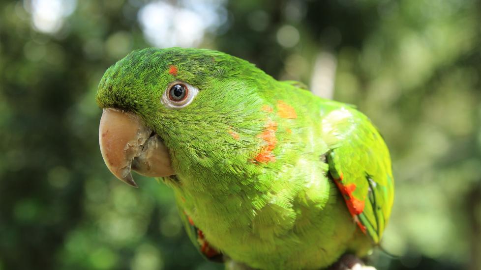 green bird up close